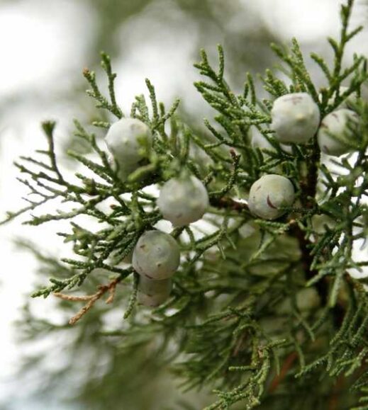 A branch of an Alligator Juniper tree with white berries.