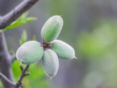 Almonds on a tree branch with green leaves. Almonds on a tree branch with green leaves.