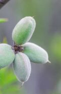 Almonds on a tree branch with green leaves.