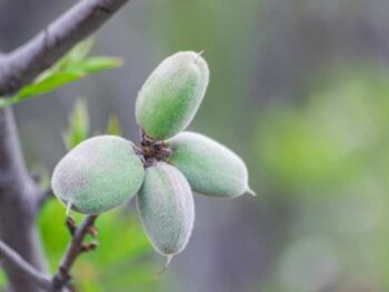 Almonds on a tree branch with green leaves.