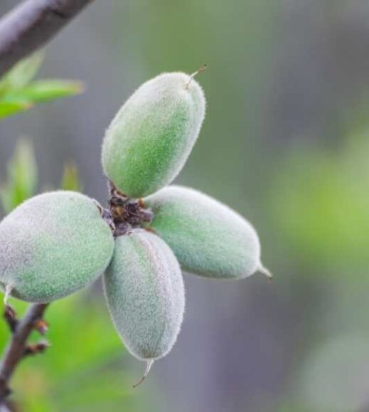 Almonds on a tree branch with green leaves. Almonds on a tree branch with green leaves.