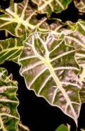 Close up of an Alocasia plant with green leaves.