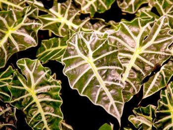 Close up of an Alocasia plant with green leaves.