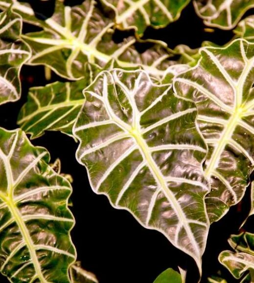 Close up of an Alocasia plant with green leaves. Close up of an Alocasia plant with green leaves.