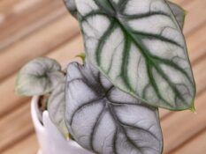 An Alocasia Baginda plant in a white pot on a wooden table. An Alocasia Baginda plant in a white pot on a wooden table.