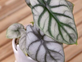 An Alocasia Baginda plant in a white pot on a wooden table.