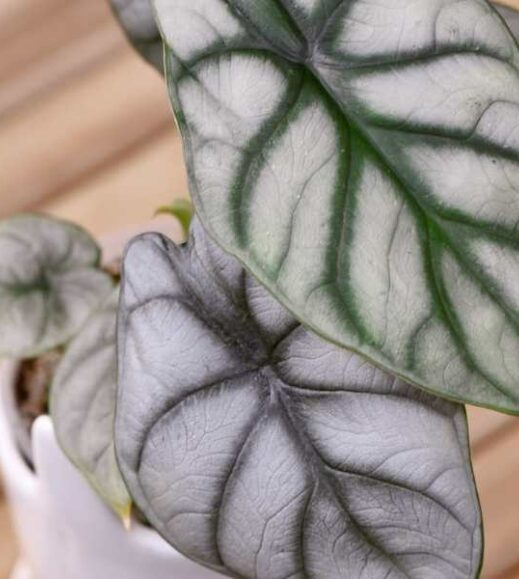 An Alocasia Baginda plant in a white pot on a wooden table. An Alocasia Baginda plant in a white pot on a wooden table.