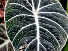 A close up of a black and white Alocasia Reginula leaf. A close up of a black and white Alocasia Reginula leaf.