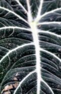 A close up of a black and white Alocasia Reginula leaf.
