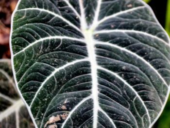 A close up of a black and white Alocasia Reginula leaf.