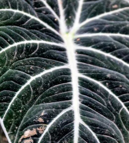 A close up of a black and white Alocasia Reginula leaf.