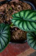 A Dragon Scale Alocasia plant is displayed in a pot on a table.
