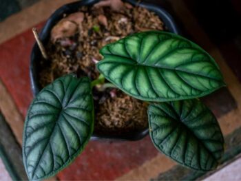 A Dragon Scale Alocasia plant is displayed in a pot on a table.