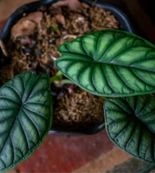 A Dragon Scale Alocasia plant is displayed in a pot on a table. A Dragon Scale Alocasia plant is displayed in a pot on a table.