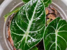 A plant with green leaves in a white pot, Alocasia Frydek. A plant with green leaves in a white pot, Alocasia Frydek.