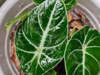 A plant with green leaves in a white pot, Alocasia Frydek.