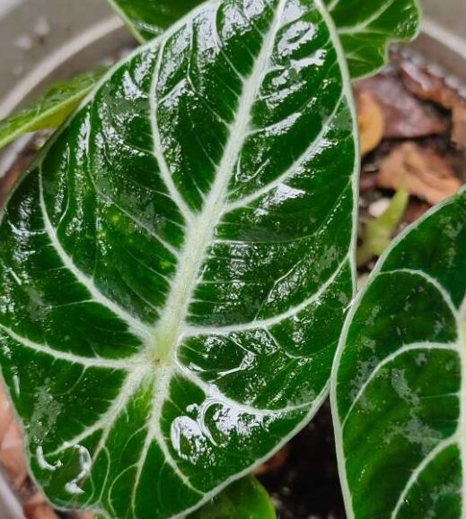 A plant with green leaves in a white pot, Alocasia Frydek.
