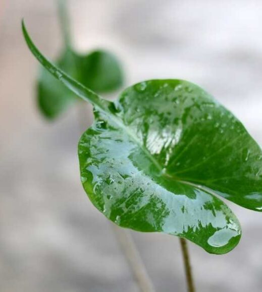 A green leaf with water droplets on it, reminiscent of a Stingray leaf. A green leaf with water droplets on it, reminiscent of a Stingray leaf.