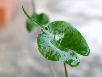 A green leaf with water droplets on it, reminiscent of a Stingray leaf.