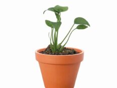 A small alocasia tiny dancer plant in a pot on a white background. A small alocasia tiny dancer plant in a pot on a white background.