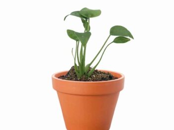 A small alocasia tiny dancer plant in a pot on a white background.