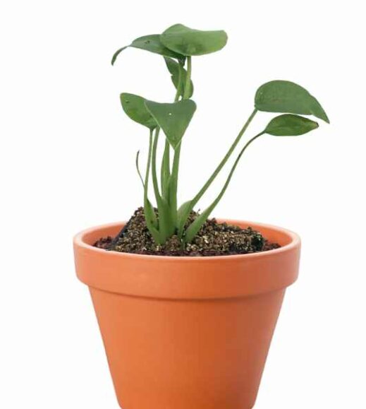 A small alocasia tiny dancer plant in a pot on a white background. A small alocasia tiny dancer plant in a pot on a white background.