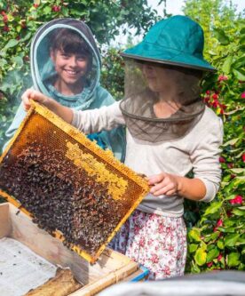 Two beekeepers inspecting a beehive. Two Beekeepers Inspecting A Beehive.
