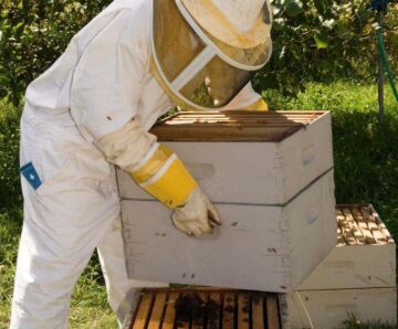 A beekeeper carrying a box of honey. A Beekeeper Carrying A Box Of Honey.