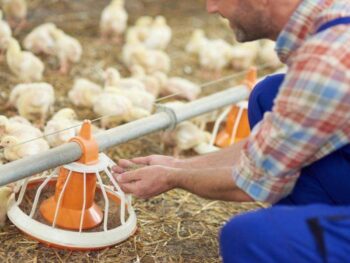 A Man Feeding Chickens On A Farm.