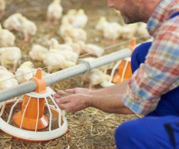 A man feeding chickens on a farm. A Man Feeding Chickens On A Farm.