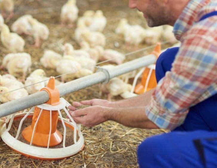 A man feeding chickens on a farm. A Man Feeding Chickens On A Farm.