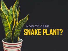 How to care for snake plant?. How to care for snake plant?.