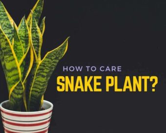 How to care for snake plant?.