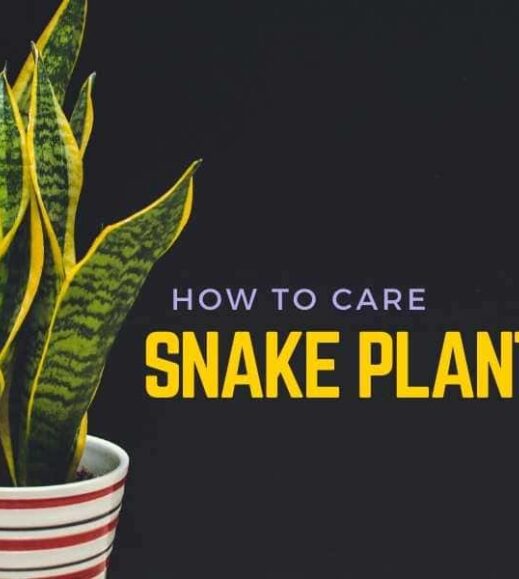 How to care for snake plant?. How to care for snake plant?.