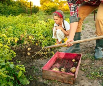 A man and his daughter are digging potatoes in the garden. A Man And His Daughter Are Digging Potatoes In The Garden.