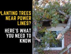 Planting trees near power lines here's what you need to know. Planting trees near power lines here's what you need to know.