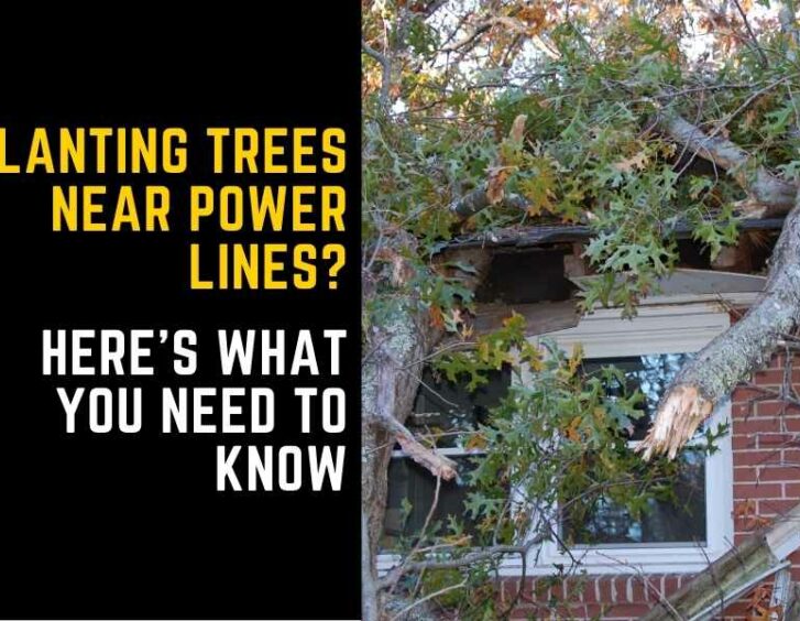 Planting trees near power lines here's what you need to know. Planting trees near power lines here's what you need to know.