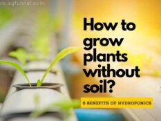 How to grow plants without soil?.