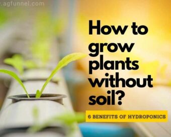 How to grow plants without soil?.