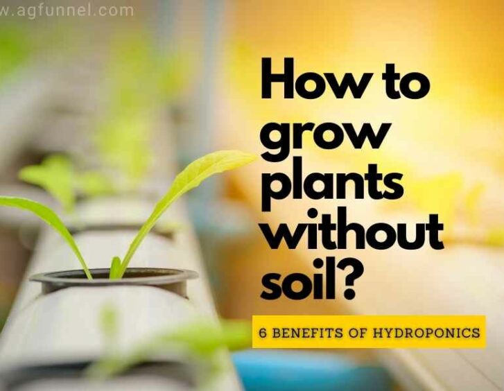 How to grow plants without soil?.