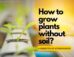 How to grow plants without soil?.