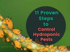 11 proven steps to control hydroponic pests.
