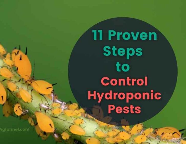 11 proven steps to control hydroponic pests. 11 proven steps to control hydroponic pests.
