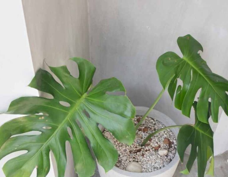 Monsterra alba Monsterra Alba