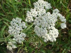 achillea millefolium seedling Achillea Millefolium Seedling