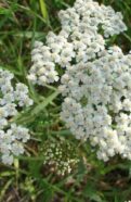 Achillea Millefolium Seedling