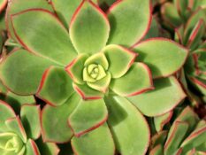 aeonium kiwi Aeonium Kiwi