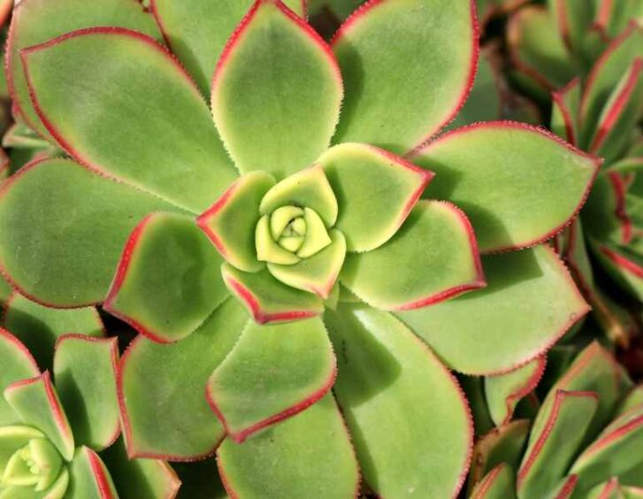 aeonium kiwi Aeonium Kiwi