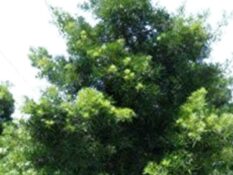 African Fern Pine tree standing tall in a field. African Fern Pine tree standing tall in a field.