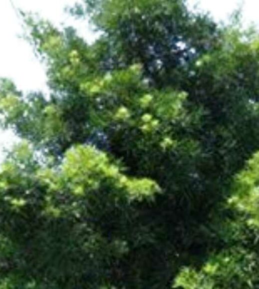 African Fern Pine tree standing tall in a field. African Fern Pine tree standing tall in a field.